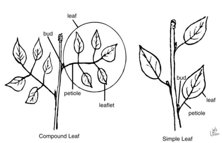 pinnately compound leaves vs simple leaves