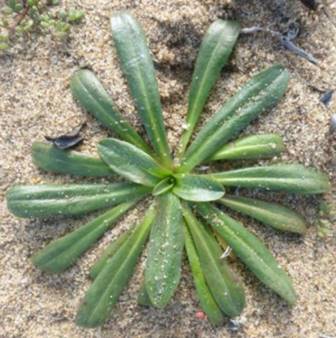 basal leaf arrangement