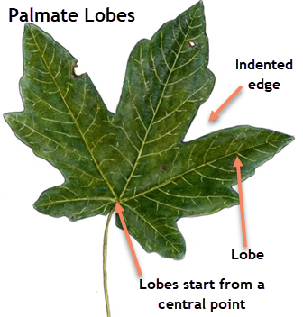 palmately lobed leaf