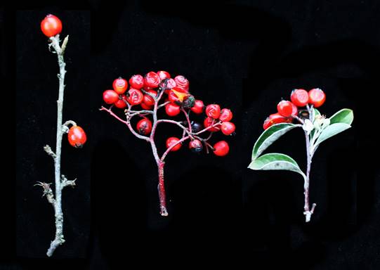 IMG_5757_Cotoneaster_franchetii_lacteus_pannosus_2_4x300a