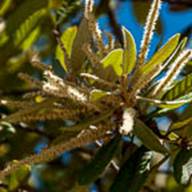Tanbark Oak-4-Notholithocarpus densiflorus -June 27 Mt Tam