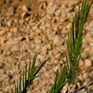 acacia-2 Leaf Thumb - South Mt Tam - Jan 2012