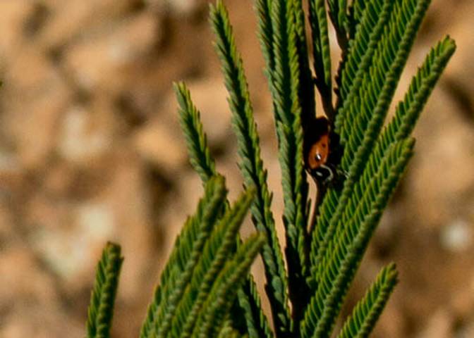 acacia-2--Jan 25 2012-2