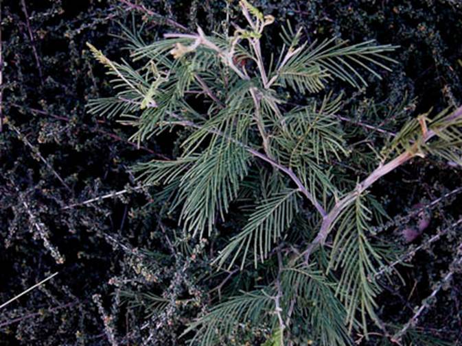 Acacia Full Web