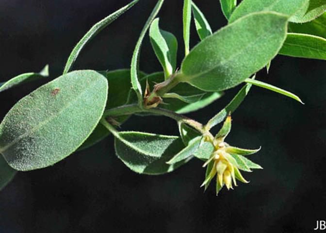 Arctostaphylos glandulosa ssp. cushingiana_Eastwood Manzanita 5__JB--__JB