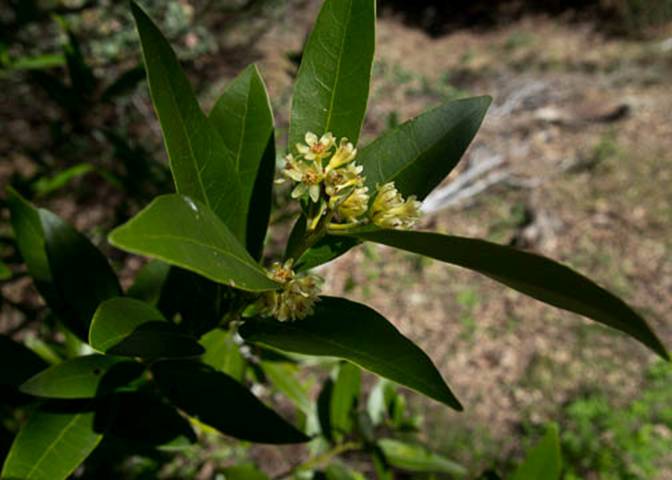 Bay Laurel-4-Umbellularia californica -Apr 15 2012-2