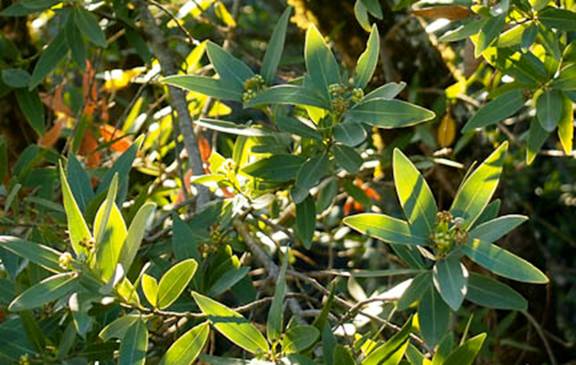 Bay Laurel Leaves Full Web