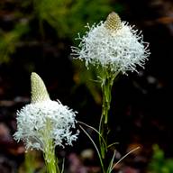 T13 Beargrass in Glacier National Park  Flower Thumb June 10, 2011