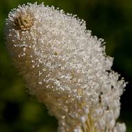 Bear Grass-4 South Mt. Tam Flower Thumb May 07, 2012