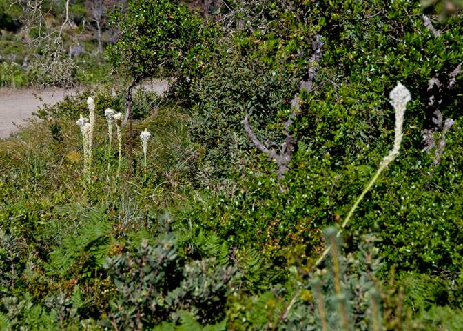 Bear Grass-6 South Mt. Tam  May 07, 2012