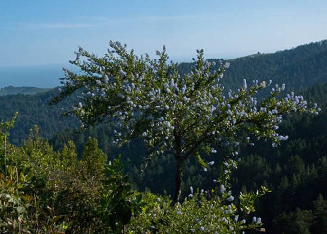 Blue Blossom Ceanothus-4-Ceanothus thyrsiflorus-May 7 2012-2