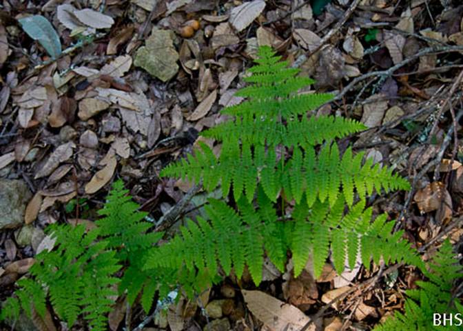 Bracken Fern--2012-02-23 South Mt. Tam Matt Davis Trail