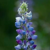 Bush Lupine-6 South Mt. Tam Flower Thumb May 07, 2012