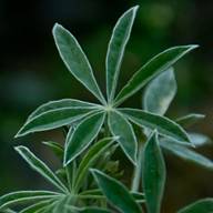 Bush Lupine-7 South Mt. Tam Leaf Thumb May 07, 2012