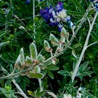 Bush Lupine South Mt. Tam seed Thumb May 07, 2012