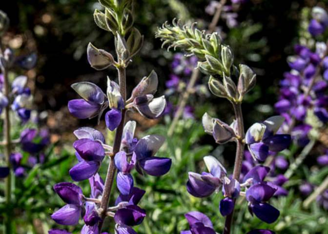 Bush Lupine-5--Apr 21 2012 Mt Tam