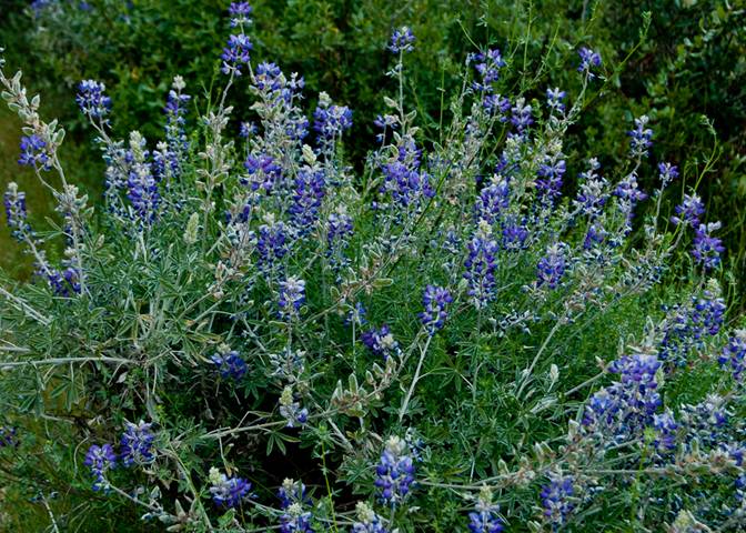 Bush Lupine South Mt. Tam scene May 07, 2012