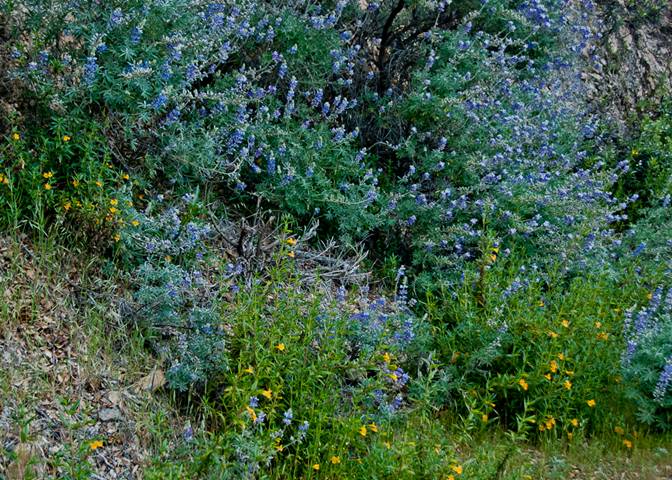 Lupine and Sticky Monkey Flower South Mt. Tam scene May 07, 2012