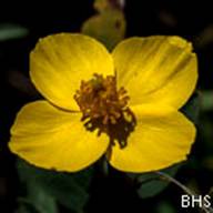 Bush Poppy-10-Dendromecon rigida-Apr 21 2012 Mt Tam