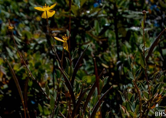 Bush Poppy--June 10 2012 Mt Tam-3