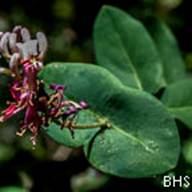 Pink Honeysuckle-2--June 10 2012 Mt Tam-2