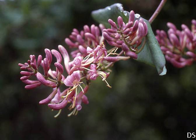 California Honeysuckle-Lonicera_hispidula_v-__DS-2