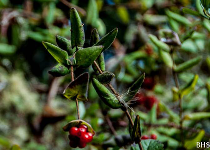 California Honeysuckle-3-Lonicera hispidula-Oct 7 Pt Reyes