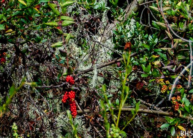 California Honeysuckle-4-Lonicera hispidula-Oct 7 Pt Reyes