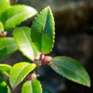 huckle berry Seed Thumb - South Mt Tam - Jan 2012