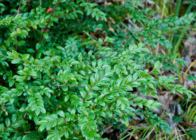 Huckleberry-410-Vaccinium ovatum -2011-02-09-3