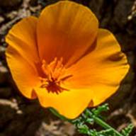 california poppy-3--May 5 2012 FairfaxBolinas