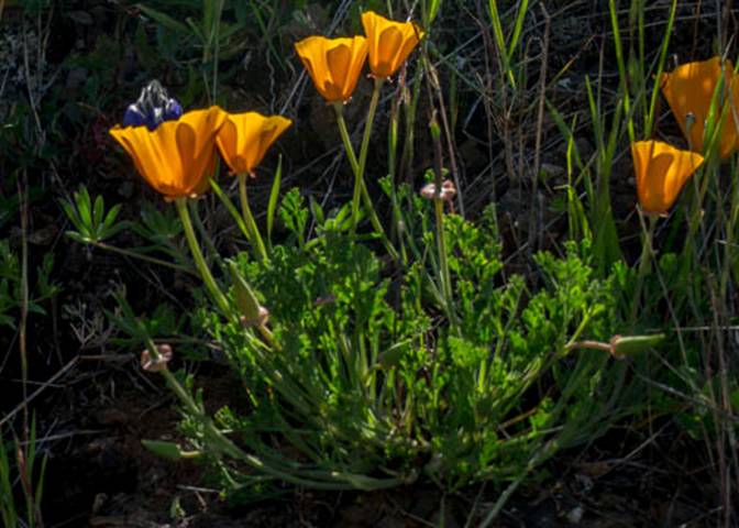 California Poppy-4--May 5 2012 FairfaxBolinas-2