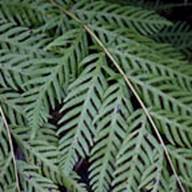 Chain Fern detail Leaf Thumb