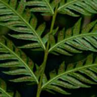 Chain Fern-433--2011-02-09