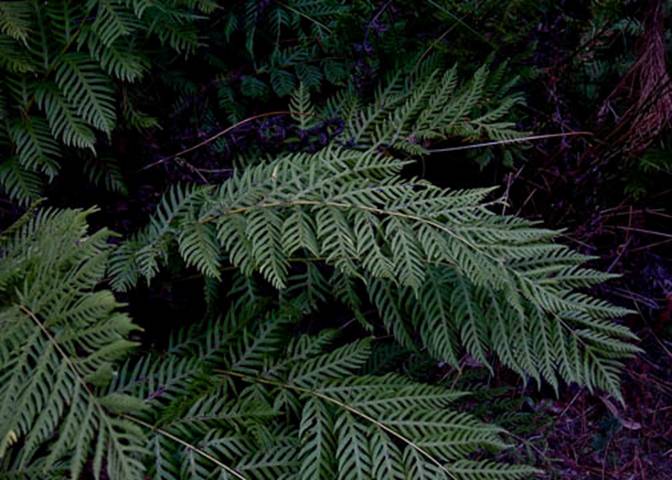 Chain Fern--Jan 11 2012