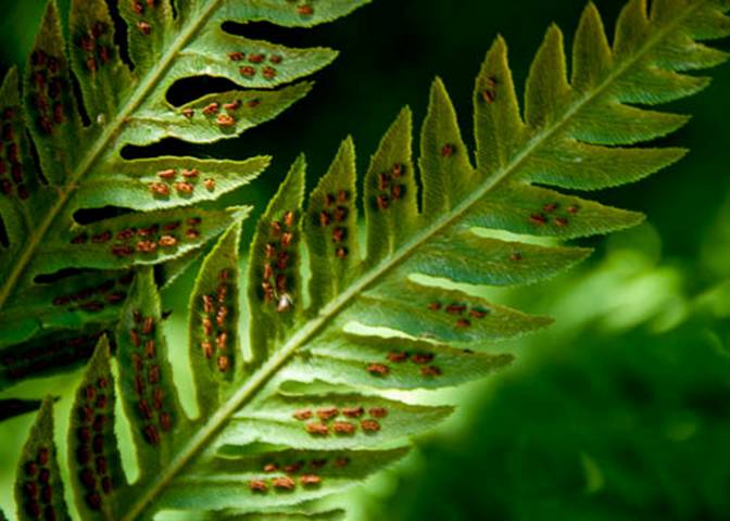 Chain Fern Spores--July 5 2012 Mt. Tam