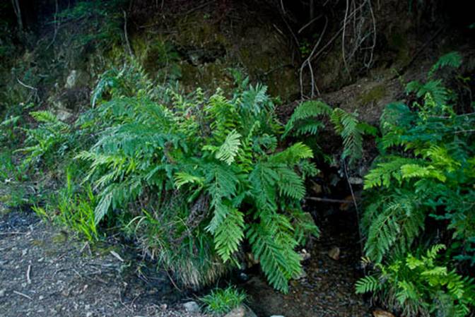 Chain Fern-3--May 7 2012