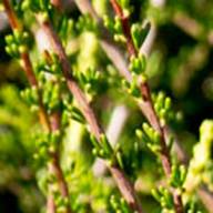 chamise Leaf Thumb - South Mt Tam - Jan 2012