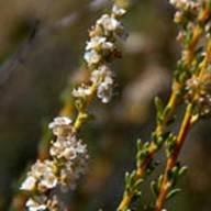 Chamise-Adenostoma fasciculatum -June 27 Mt Tam