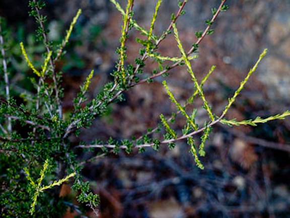 Chamise New Growth Full Web