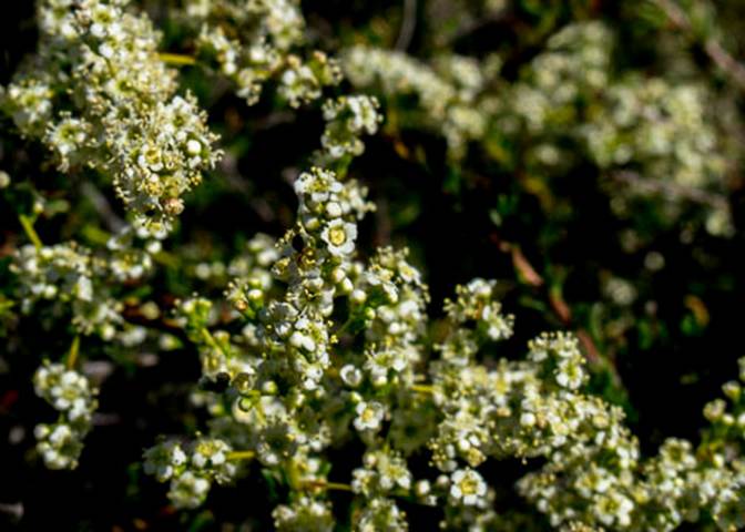 Chamise-2-Adenostoma fasciculatum -May 23 2012 Hoo Koo Y Koo Trail