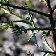 Chapparal Pea Leaf Thumb