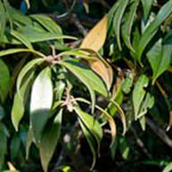 Chinquapin Leaf Thumb