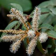 Chinquapin-2--Aug 25 2012 Eldridge Loop