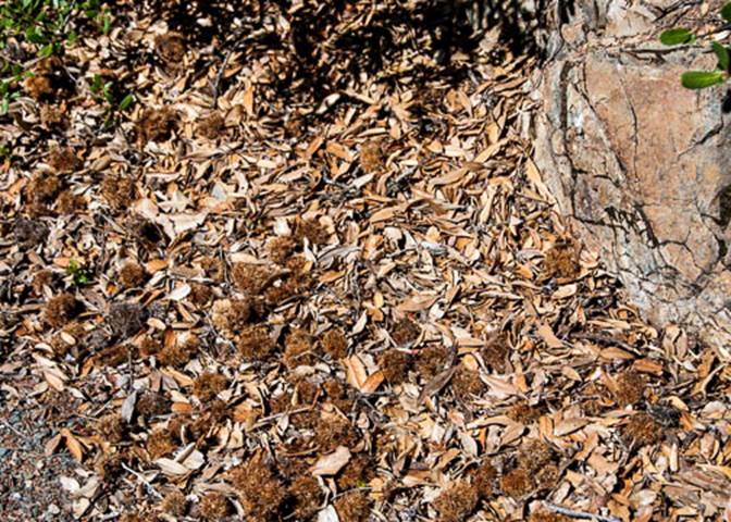 Chinquapin seeds--June 30 Mt Tam