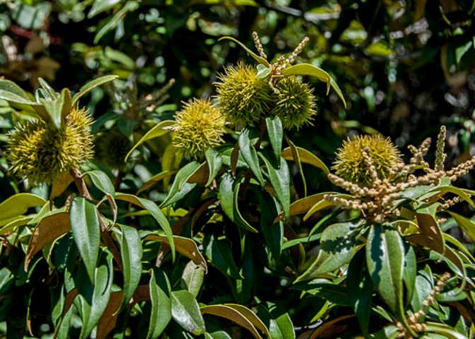 Bush Chinquapin--June 30 Mt Tam