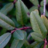 Coffeeberry-2-Not sure-Jan 11 2012