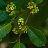 coffeeberry flower-2--June 10 2012 Mt Tam-2
