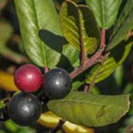 Coffeeberry Berries--Oct 17 2012 Headlands