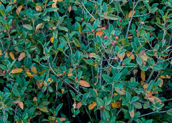 Coffeeberry-3--Aug 7 2012 Mt Tam and Lagunitas